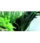 Crinum Calamistratum