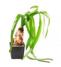 Crinum Thaianum