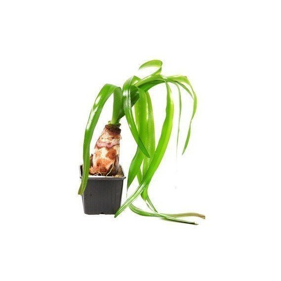 Crinum Thaianum