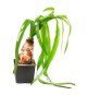 Crinum Thaianum