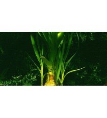 Crinum Thaianum