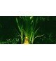 Crinum Thaianum