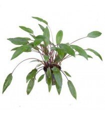 Cryptocoryne Beckettii 'Petchii'