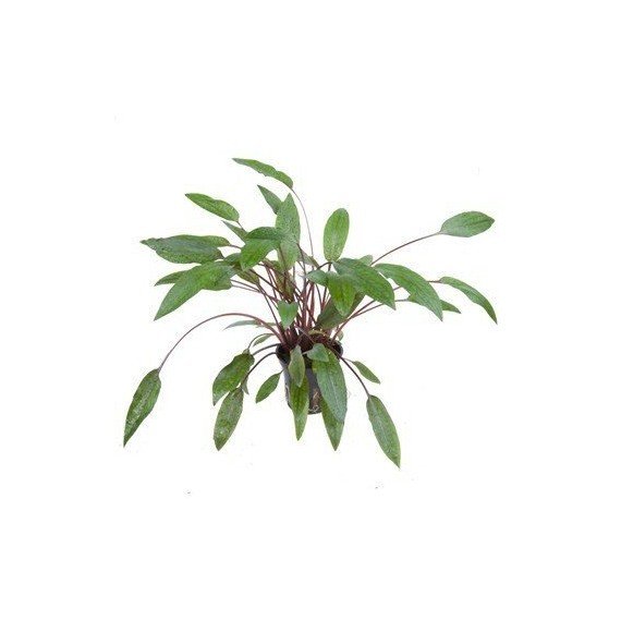 Cryptocoryne Beckettii 'Petchii'