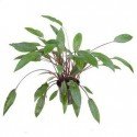 Cryptocoryne Beckettii 'Petchii'