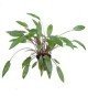 Cryptocoryne Beckettii 'Petchii'