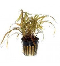 Cryptocoryne Crispatula