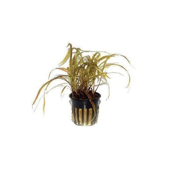 Cryptocoryne Crispatula