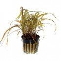 Cryptocoryne Crispatula
