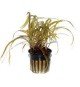 Cryptocoryne Crispatula