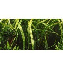 Cryptocoryne Crispatula