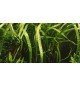 Cryptocoryne Crispatula