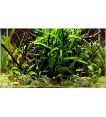 Cryptocoryne Crispatula