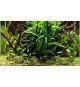 Cryptocoryne Crispatula