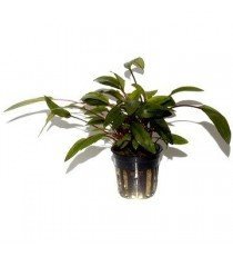 Cryptocoryne Undulata 'Broad Leaves'