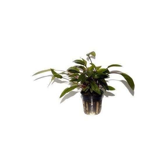 Cryptocoryne Undulata 'Broad Leaves'
