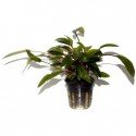Cryptocoryne Undulata 'Broad Leaves'