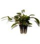 Cryptocoryne Undulata 'Broad Leaves'