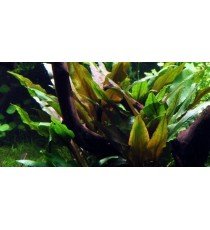 Cryptocoryne Undulata 'Broad Leaves'