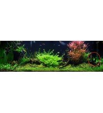 Cryptocoryne Undulata 'Broad Leaves'