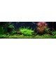 Cryptocoryne Undulata 'Broad Leaves'
