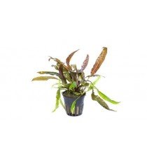 Cryptocoryne Usteriana