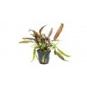 Cryptocoryne Usteriana