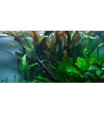 Cryptocoryne Usteriana