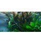 Cryptocoryne Usteriana