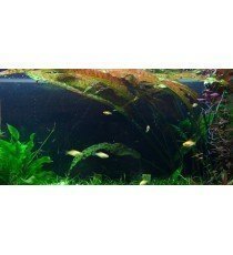 Cryptocoryne Usteriana