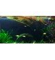 Cryptocoryne Usteriana