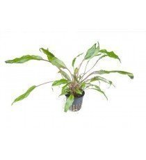 Cryptocoryne Wendtii