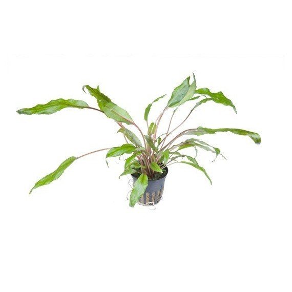 Cryptocoryne Wendtii