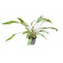 Cryptocoryne Wendtii