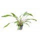 Cryptocoryne Wendtii