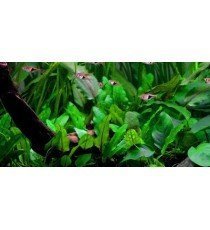 Cryptocoryne Wendtii
