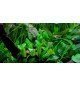 Cryptocoryne Wendtii