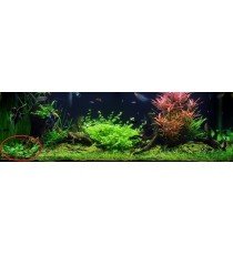 Cryptocoryne Wendtii