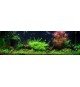 Cryptocoryne Wendtii