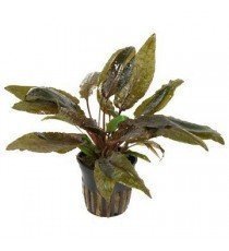 Cryptocoryne Wendtii 'Tropica'