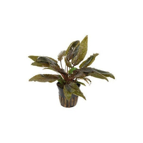 Cryptocoryne Wendtii 'Tropica'