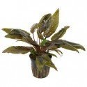 Cryptocoryne Wendtii 'Tropica'