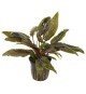 Cryptocoryne Wendtii 'Tropica'