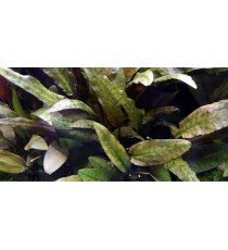 Cryptocoryne Wendtii 'Tropica'