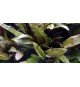 Cryptocoryne Wendtii 'Tropica'