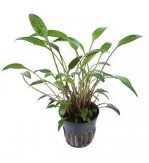 Cryptocoryne X Willisii