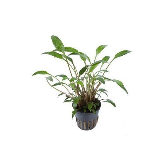 Cryptocoryne X Willisii