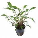 Cryptocoryne X Willisii