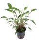 Cryptocoryne X Willisii