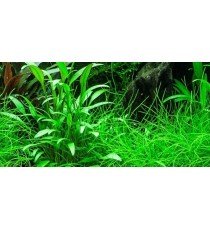 Cryptocoryne X Willisii